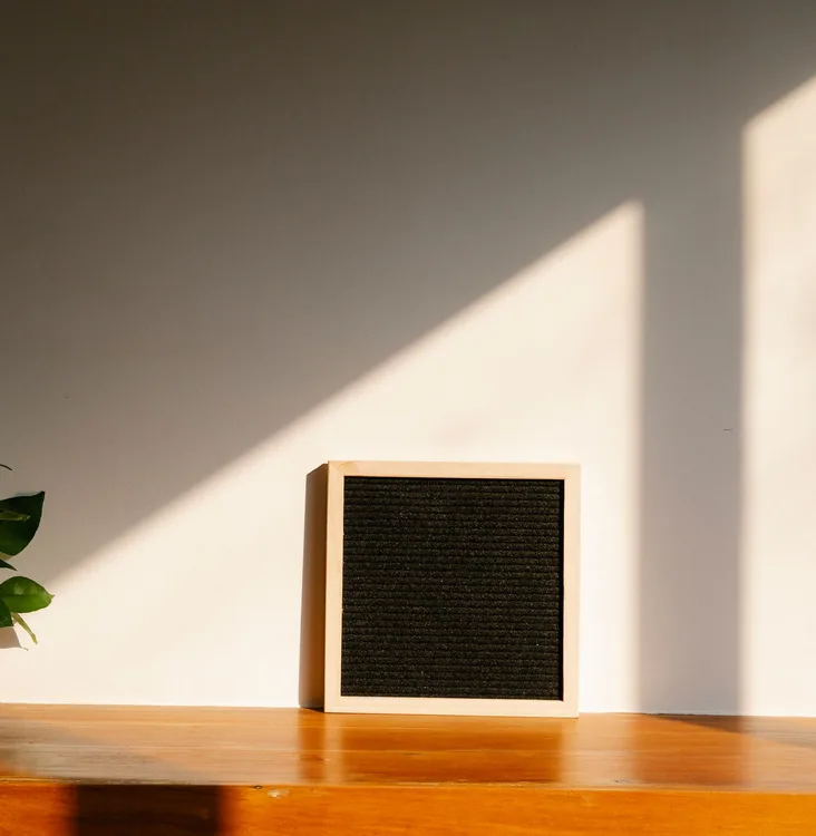 Plant and frame in warm sunlight